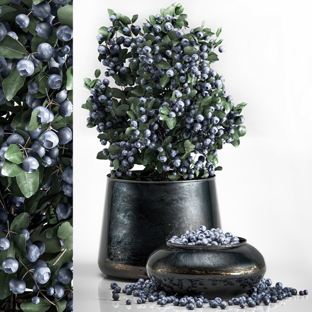 blueberry tree in pots bowl with berries Modello 3D .c4d .max .obj .3ds .fbx .stl .blend 