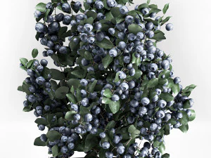 blueberry tree in pots bowl with berries 3D Model