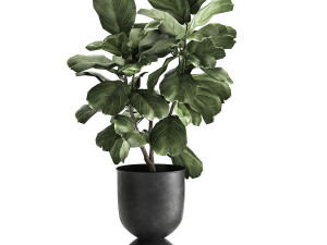 houseplants in a pot for the interior 876 3D Model
