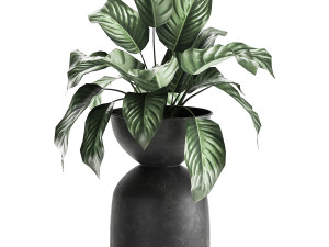 houseplants in a pot for the interior 876 3D Model