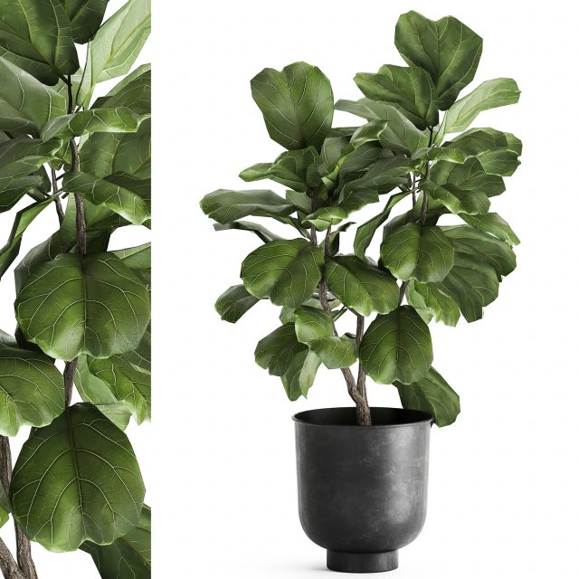 ficus lyrata trees in a pot for the interior 878 3D Model .c4d .max .obj .3ds .fbx .stl .blend 