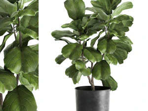 आंतरिक सज्जा के लिए गमले में फ़िकस लिराटा के पेड़ 878 3D मॉडल