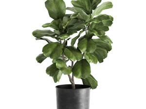 ficus lyrata trees in a pot for the interior 878 3D Model