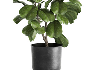 ficus lyrata trees in a pot for the interior 878 3D Model