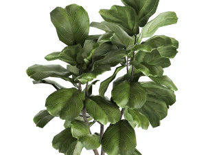 ficus lyrata trees in a pot for the interior 878 3D Model