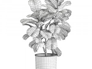 ficus lyrata trees in a pot for the interior 878 3D Model
