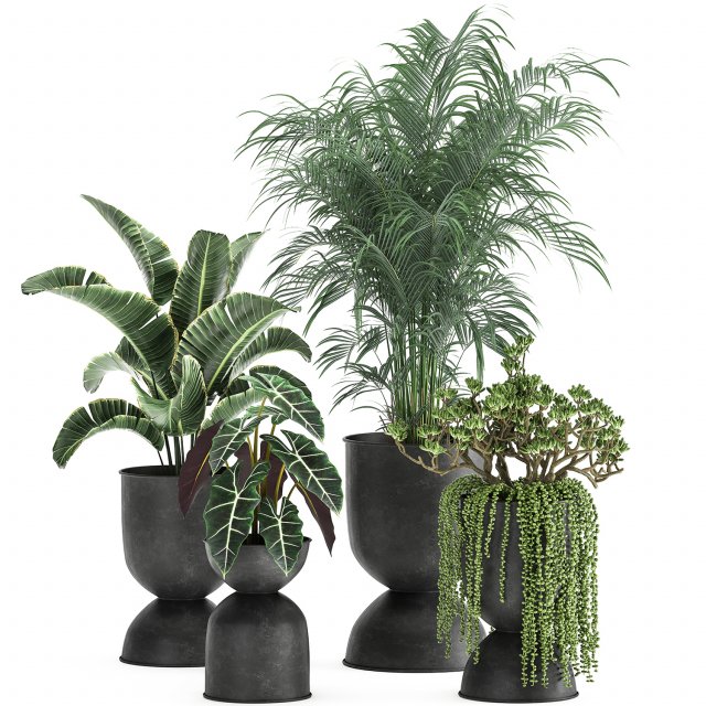 houseplants in a pot for the interior 879 3D Model .c4d .max .obj .3ds .fbx .stl .blend 