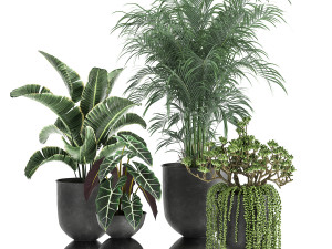 houseplants in a pot for the interior 879 3D Model
