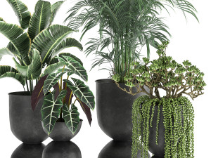 houseplants in a pot for the interior 879 3D Model