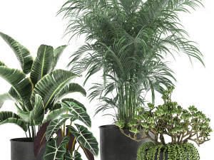 houseplants in a pot for the interior 879 3D Model