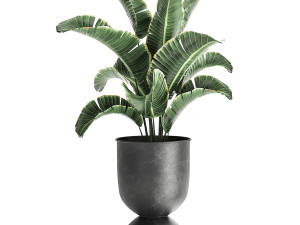 houseplants in a pot for the interior 879 3D Model