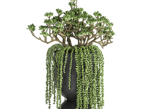 houseplants in a pot for the interior 879 3D Model