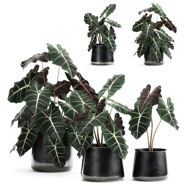 alokazia amazonian in a pot for the interior 880 3D Model .c4d .max .obj .3ds .fbx .stl .blend 