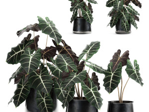 alokazia amazonian in a pot for the interior 880 3D Model