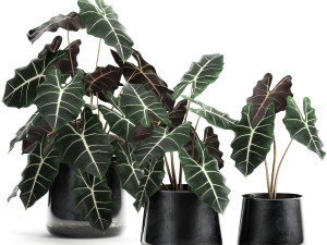 alokazia amazonian in a pot for the interior 880 3D Model