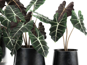 alokazia amazonian in a pot for the interior 880 3D Model