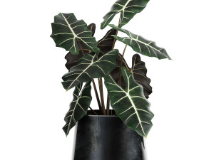 alokazia amazonian in a pot for the interior 880 3D Model