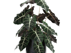 alokazia amazonian in a pot for the interior 880 3D Model