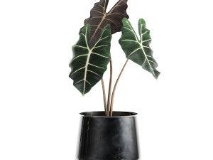 alokazia amazonian in a pot for the interior 880 3D Model