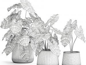 alokazia amazonian in a pot for the interior 880 3D Model