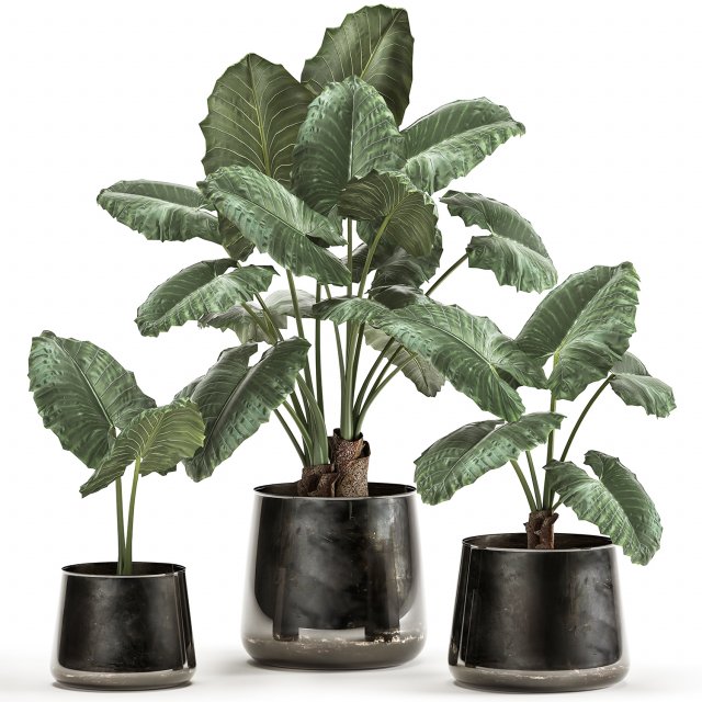 alocasia macrorrhiza in a pot for the interior 881 3D-Modell .c4d .max .obj .3ds .fbx .stl .blend 