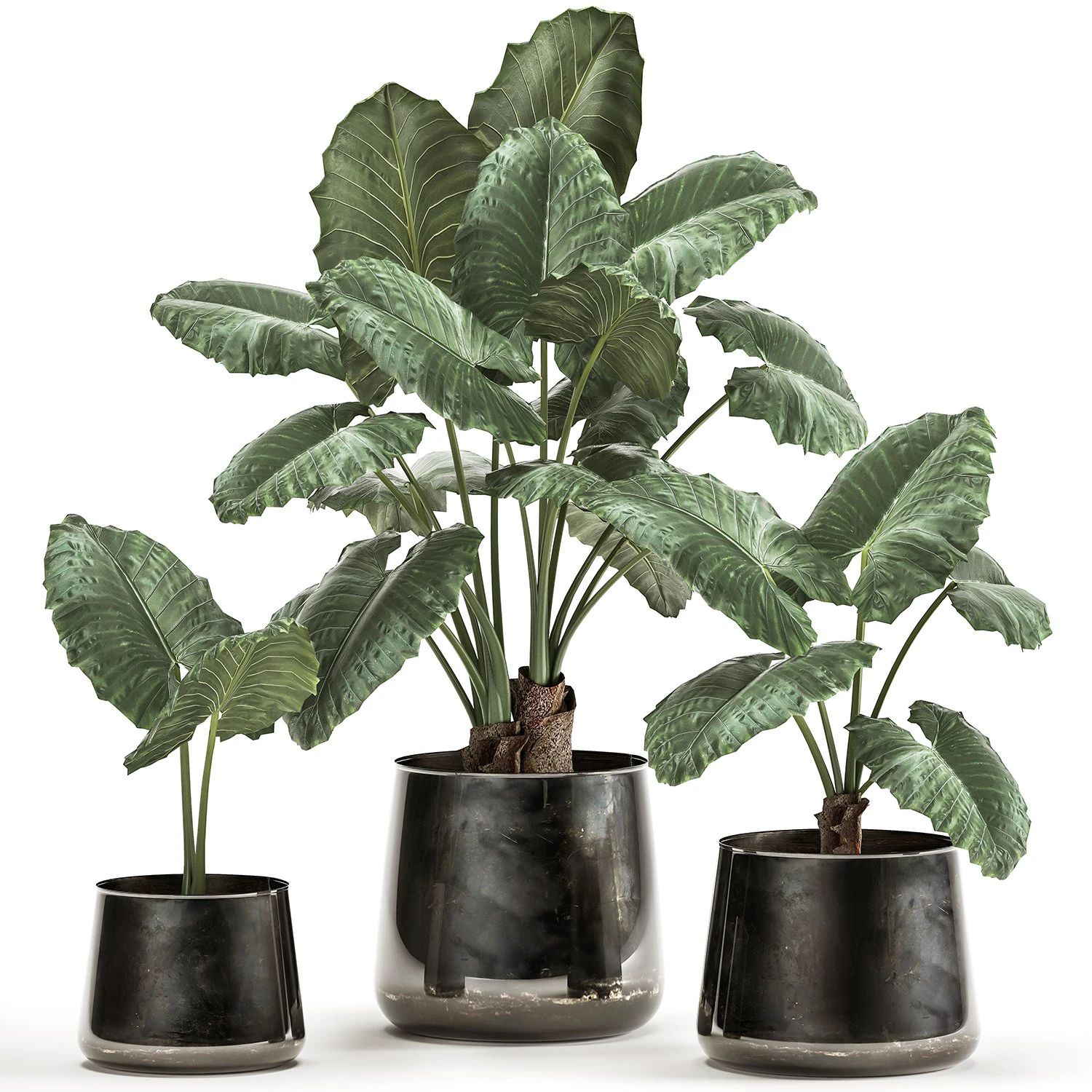 alocasia macrorrhiza in a pot for the interior 881 3D Model .c4d .max .obj .3ds .fbx .stl .blend 