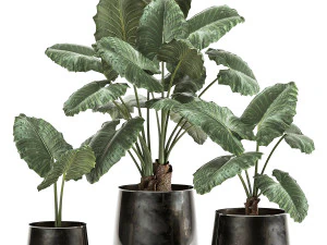 alocasia macrorrhiza em vaso para interior 881 Modelo 3D