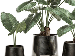 alocasia macrorrhiza in a pot for the interior 881 3D Model