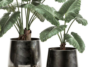 alocasia macrorrhiza in a pot for the interior 881 3D Model