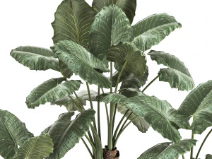 alocasia macrorrhiza in a pot for the interior 881 3D Model