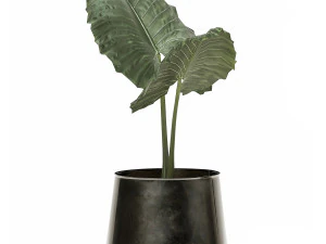 alocasia macrorrhiza in a pot for the interior 881 3D Model