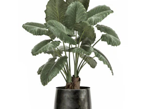 alocasia macrorrhiza in a pot for the interior 881 3D Model