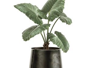 alocasia macrorrhiza in a pot for the interior 881 3D Model
