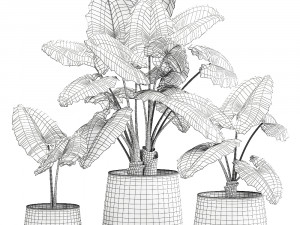 alocasia macrorrhiza in a pot for the interior 881 3D-Modell