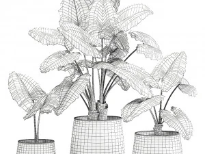 alocasia macrorrhiza in a pot for the interior 881 3D Model