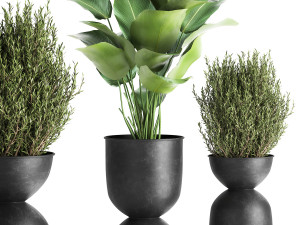 houseplants in a pot for the interior 882 Modèle 3D