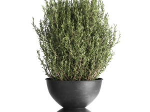 houseplants in a pot for the interior 882 3D Model