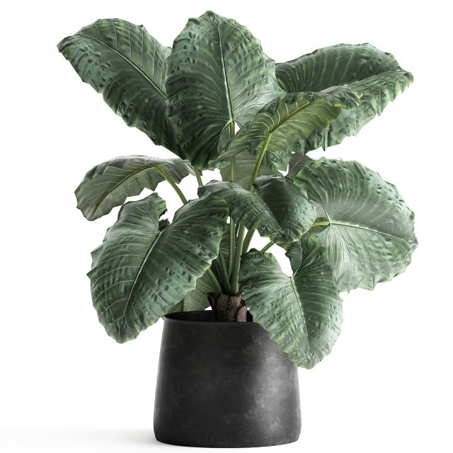 alocasia macrorrhiza in a pot for the interior 883 Modèle 3D .c4d .max .obj .3ds .fbx .stl .blend 