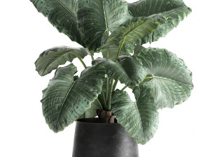 alocasia macrorrhiza in a pot for the interior 883 3D Model