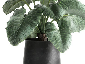 alocasia macrorrhiza in a pot for the interior 883 3D Model