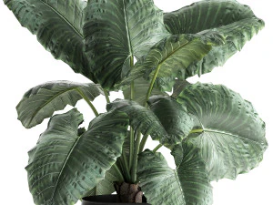 alocasia macrorrhiza in a pot for the interior 883 3D Model