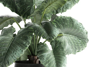 alocasia macrorrhiza in a pot for the interior 883 3D Model