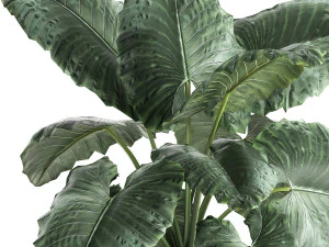 alocasia macrorrhiza in a pot for the interior 883 3D Model
