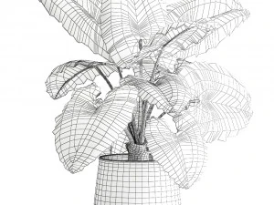 alocasia macrorrhiza in a pot for the interior 883 3D Model