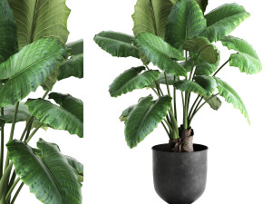 alocasia macrorrhiza in a pot for the interior 884 3D Model