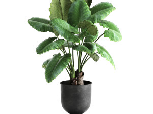 alocasia macrorrhiza in a pot for the interior 884 Modelo 3D