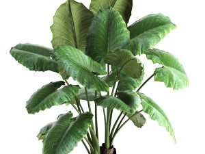 alocasia macrorrhiza in a pot for the interior 884 Modelo 3D