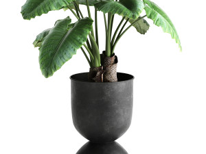 alocasia macrorrhiza in a pot for the interior 884 Modelo 3D