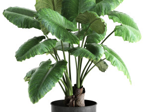 alocasia macrorrhiza in a pot for the interior 884 Modelo 3D