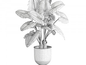 alocasia macrorrhiza in a pot for the interior 884 Modelo 3D